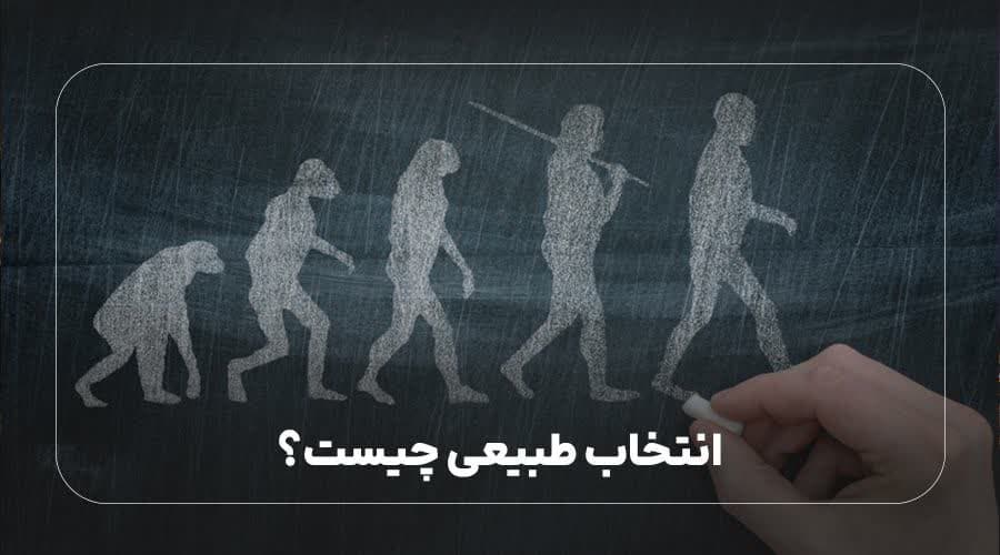 انتخاب طبیعی چیست؟